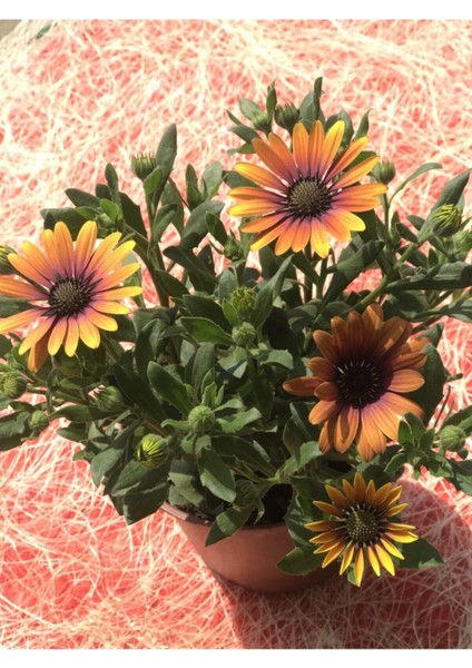 Videolu Bodrum Papatyası 40 cm Saksılı Çok Yıllık