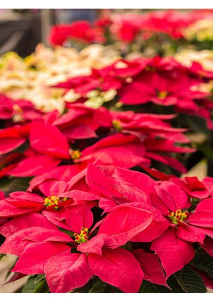 Videolu Özel Atatürk Çiçeği (25 40 Cm)1 Adet Saksılı Ofis/ Iç Mekan Çiçekli Bodur Bitki (Poinsettia) fiyatları