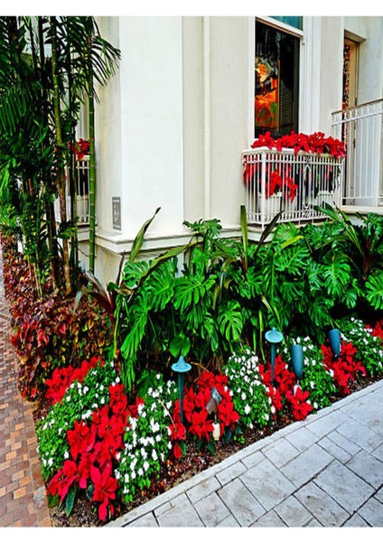 Videolu Atatürk Çiçeği (25 35 Cm)1 Adet Saksılı Hediyelik Çiçekli Bodur Bitkisi Poinsettia modelleri