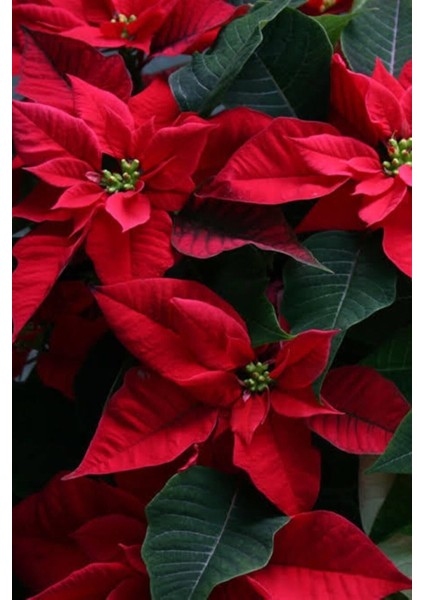 Videolu 1 Adet Hediyelik Atatürk Çiçeği 30-40 cm Saksılı Iç Mekan Bitkiler Poinsettia fırsatları