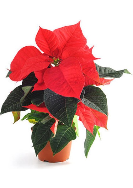 Videolu 1 Adet Hediyelik Atatürk Çiçeği 30-40 cm Saksılı Iç Mekan Bitkiler Poinsettia