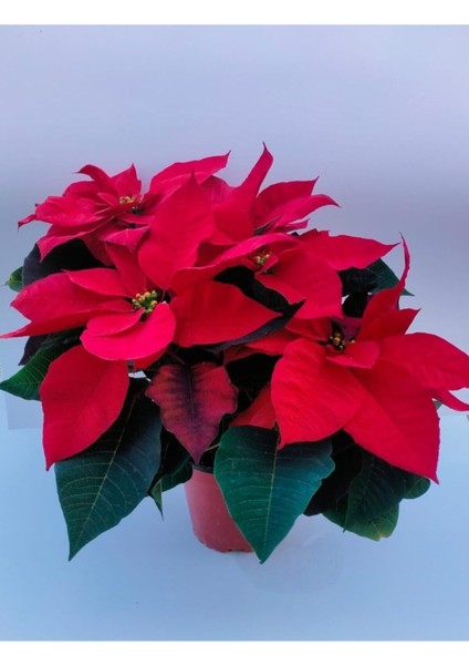 Ponsetya Atatürk Çiçeği 17 Cm'lik Saksıda Canlı Bitki Poinsettia