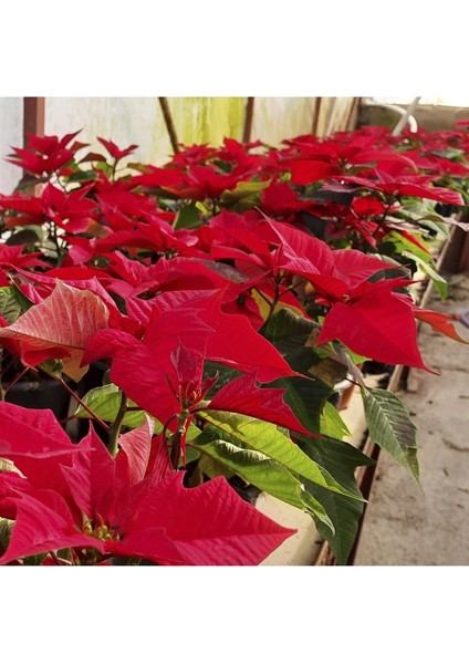 Euphorbia Pulcherrima | Atatürk Çiçeği, Ponsetya | 20/30 cm Orta Boy fiyatları