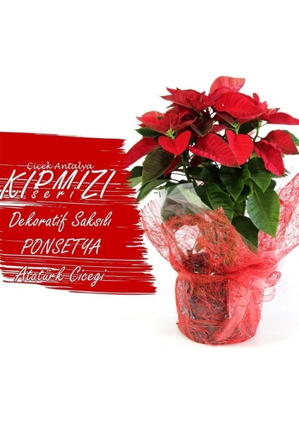 Dekoratif Paketleme+Kart Notu ponsetya Atatürk Çiçeği 60 cm fırsatları