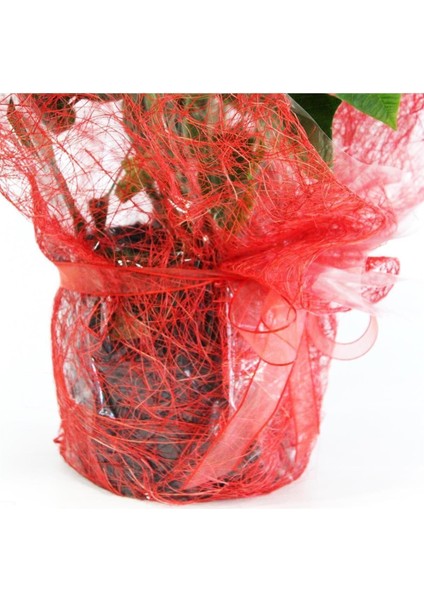 Dekoratif Paketleme+Kart Notu ponsetya Atatürk Çiçeği 60 cm modelleri