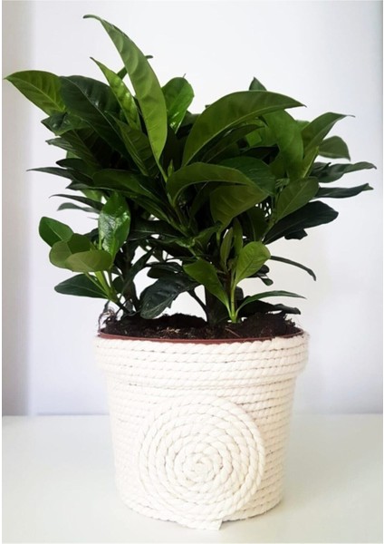 Videolu Kadınlar Gününe Özel Gardenya (25 40 Cm)1 Adet Saksılı Ofis Iç Mekan Bitkisi Gardenia