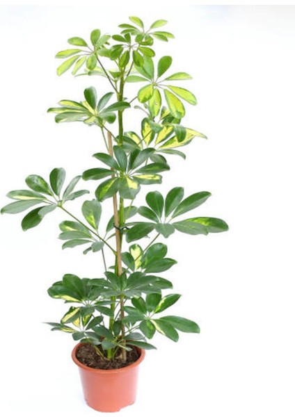 Videolu 5 Parmak Şeflera Bitkisi (60 80 Cm)1 Adet Saksılı Iç Mekan Bitkisi Schefflera