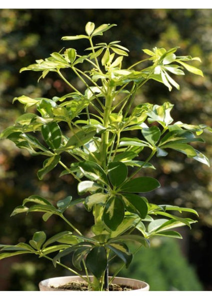 Videolu 5 Parmak Şeflera Bitkisi (60 80 Cm)1 Adet Saksılı Iç Mekan Bitkisi Schefflera