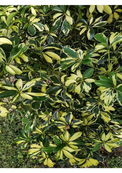 Videolu 5 Parmak Şeflera Bitkisi (60 80 Cm)1 Adet Saksılı Iç Mekan Bitkisi Schefflera