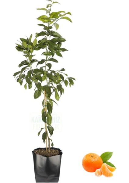 Mandalina Fidanı Tüplü