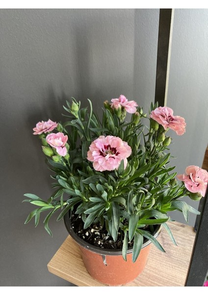 Kokulu Karanfil Çiçeği Pembe Alacalı Saksılı( Boyutu 10 cm / 15 Cm’dir. )