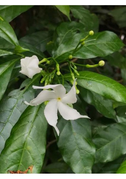 Videolu Çin Yasemini Kokulu Beyaz Renkli (20 60CM) 1 Adet Saksılı Fidan Jasminum Polyanthum Jasmine