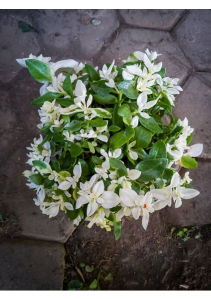 Videolu Ful Yasemin Çiçeği Beyaz Kokulu (40 50CM)1 Adet Saksılı Yasemin Fidanı Jasmine Flower fiyatları