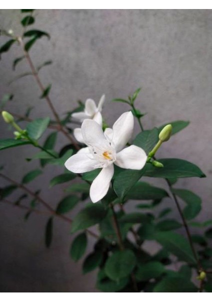Videolu Ful Yasemin Çiçeği Beyaz Kokulu (40 50CM)1 Adet Saksılı Yasemin Fidanı Jasmine Flower modelleri
