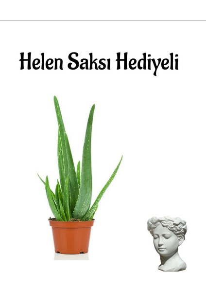 Dolgun Formlu Aleo Vera Bitkisi Kadınlar Gününe Özel Helen Saksı Hediyeli