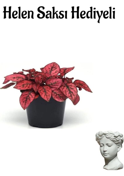 Zarif Yapraklı Kırmızı Renk Hostes Çiçeği Kadınlar Gününe Özel Helen Saksı Hediyeli