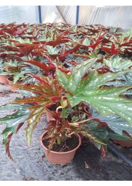Videolu Çınar Begonya Çiçeği 1 Adet Saksılı/ Tüplü 15-30CM Iç Mekan Mekan Bitkisi (Begonia)
