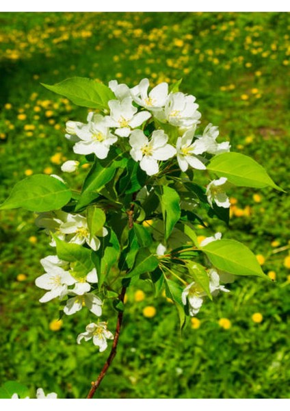 Videolu Ful Yasemin Çiçeği Beyaz Kokulu (40 50CM)1 Adet Saksılı Yasemin Fidanı Jasmine Flower fırsatları