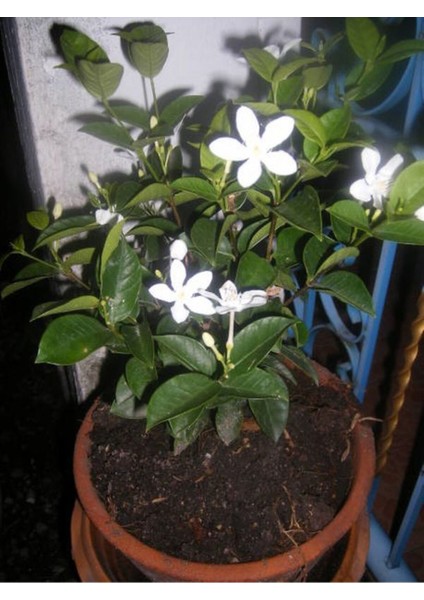 Videolu Ful Yasemin Çiçeği Beyaz Kokulu (40 50CM)1 Adet Saksılı Yasemin Fidanı Jasmine Flower indirimleri