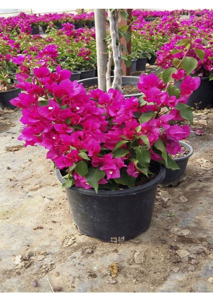 Videolu Çiçekli Bodur Begonvil (Çalı Tipi Begonvil) Saksıda Fuşya Renkli (15-30)1 Adet Bougainvillea