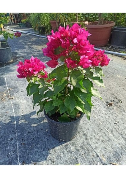 Videolu Çiçekli Bodur Begonvil (Çalı Tipi Begonvil) Saksıda Fuşya Renkli (15-30)1 Adet Bougainvillea