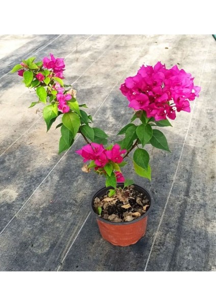 Videolu Çiçekli Bodur Begonvil (Çalı Tipi Begonvil) Saksıda Fuşya Renkli (15-30)1 Adet Bougainvillea