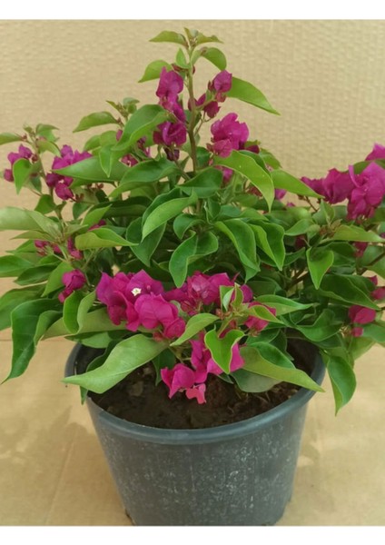 Videolu Çiçekli Bodur Begonvil (Çalı Tipi Begonvil) Saksıda Fuşya Renkli (15-30)1 Adet Bougainvillea