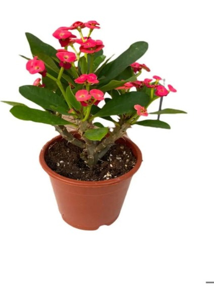 Videolu 1 Adet Kırmızı Dikenler Tacı Çiçeği Seti 10-15 cm Tüplü Çiçekli Bodur Bitki Euphorbia Milli
