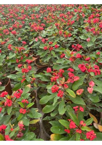 Videolu 1 Adet Kırmızı Dikenler Tacı Çiçeği Seti 10-15 cm Tüplü Çiçekli Bodur Bitki Euphorbia Milli