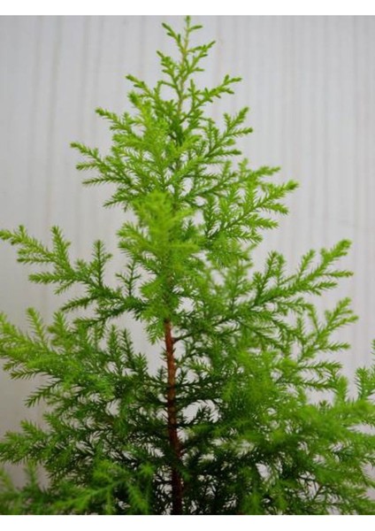 Videolu Favori Limoni Servi Çamı (30-40 Cm)1 Adet Saksılı Dış Mekan Bitkisi Lemon Cypress