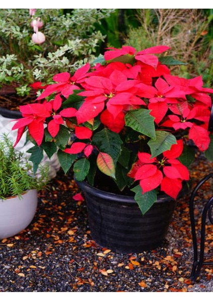 Videolu Atatürk Çiçeği (20 30 Cm) 1 Adet Saksılı Çiçekli Bodur Bitki Poinsettia fırsatları