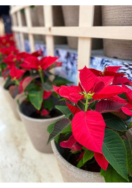 Videolu Atatürk Çiçeği (30 50 Cm)1 Adet Saksılı Çiçekli Bodur Bitki Poinsettia fiyatları