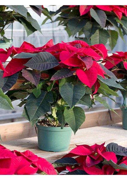 Videolu Atatürk Çiçeği (30 50 Cm)1 Adet Saksılı Çiçekli Bodur Bitki Poinsettia modelleri