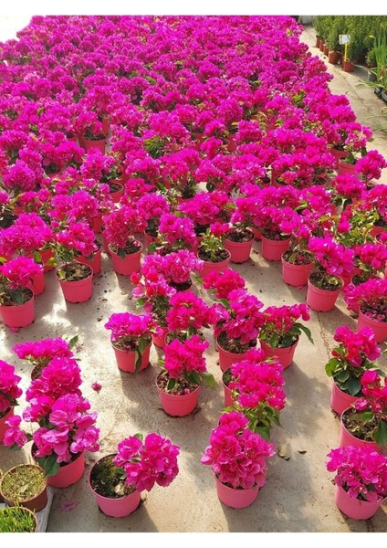 Saksıda Bodur Begonvil Fidanı 20-25 cm Bougainvillea fiyatları