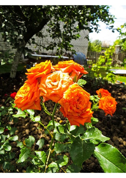 Videolu Ponpon Yediveren Kokulu Turuncu Renkli (40 65 Cm) Saksılı Aşılı Gül Orange Rose