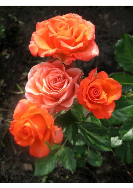 Videolu Ponpon Yediveren Kokulu Turuncu Renkli (40 65 Cm) Saksılı Aşılı Gül Orange Rose