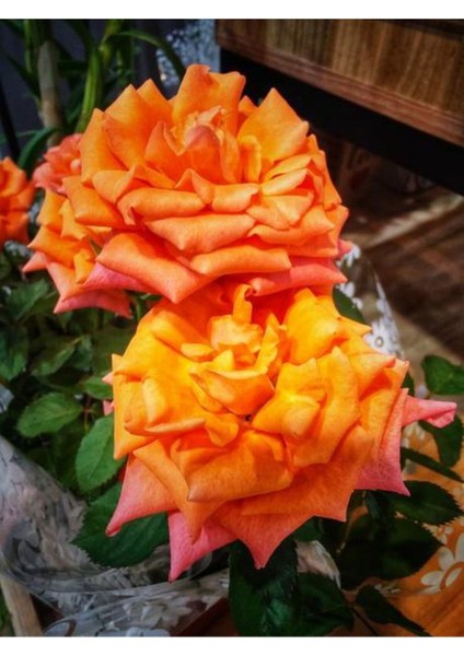 Videolu Ponpon Yediveren Kokulu Turuncu Renkli (40 65 Cm) Saksılı Aşılı Gül Orange Rose