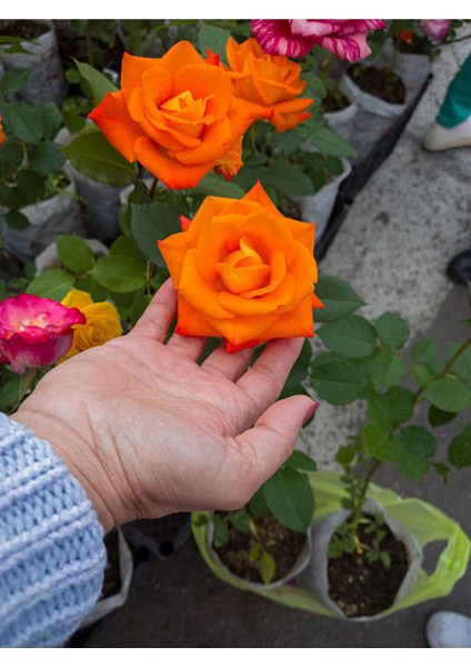 Videolu Ponpon Yediveren Kokulu Turuncu Renkli (40 65 Cm) Saksılı Aşılı Gül Orange Rose