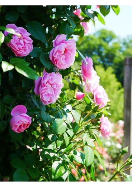 Videolu Yediveren Isparta Gülü Pembe Renkli Kokulu (50 90 Cm)1 Adet Tüplü Aşılı Gül Pink Rose