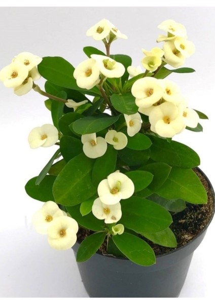 Videolu 1 Adet Beyaz Renk Dikenler Tacı Çiçeği 10-15 cm Tüplü Çiçekli Bodur Bitkiler Euphorbia Milli