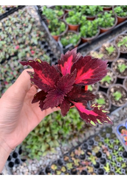 Videolu 1 Adet Mini Yaprak Güzeli (Kolyoz) Çiçeği 10-15 cm Saksılı Çiçekli Bodur Velvet Red Coleus