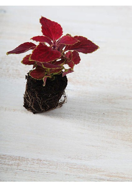 Videolu 1 Adet Mini Yaprak Güzeli (Kolyoz) Çiçeği 10-15 cm Saksılı Çiçekli Bodur Velvet Red Coleus fiyatları