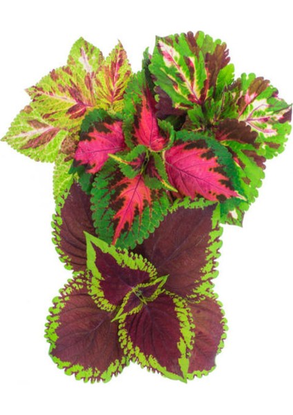 Videolu 1 Adet Mini Yaprak Güzeli (Kolyoz) Çiçeği 10-15 cm Saksılı Çiçekli Bodur Velvet Red Coleus modelleri