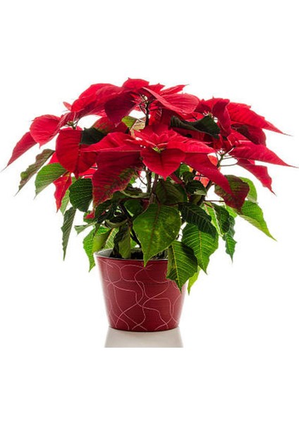 Videolu Atatürk Çiçeği Kırmızı Çiçekli (35 45 Cm) 1 Adet Saksılı Çiçekli Bodur Bitki Poinsettia