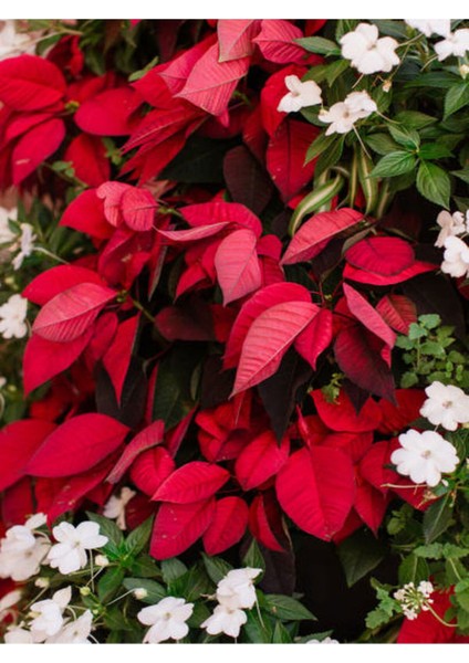 Videolu Kırmızı Çiçekli Atatürk Çiçeği (30 50 Cm)1 Adet Saksılı Çiçekli Bodur Bitki Poinsettia