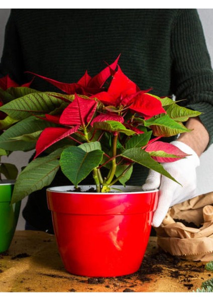 Videolu Kırmızı Çiçekli Atatürk Çiçeği (30 50 Cm)1 Adet Saksılı Çiçekli Bodur Bitki Poinsettia fırsatları