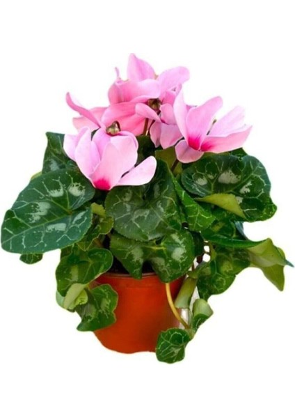 Sıklamen Çiçeği Beyaz - Cyclamen 20-30 cm Çiçekli Bodur Bitki