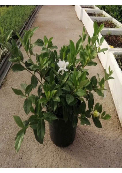 Videolu 1 Adet Özel Kokulu Gardenya Çiçeği Ofis Bitkisi 25-35 cm Saksılı Iç Mekan Bitki Gardenia