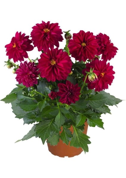 Videolu 1 Adet Kırmızı Yıldız Çiçeği Fidanı Fidanı 20-40 cm Tüplü Çiçekli Bodur Bitkiler Dahlia