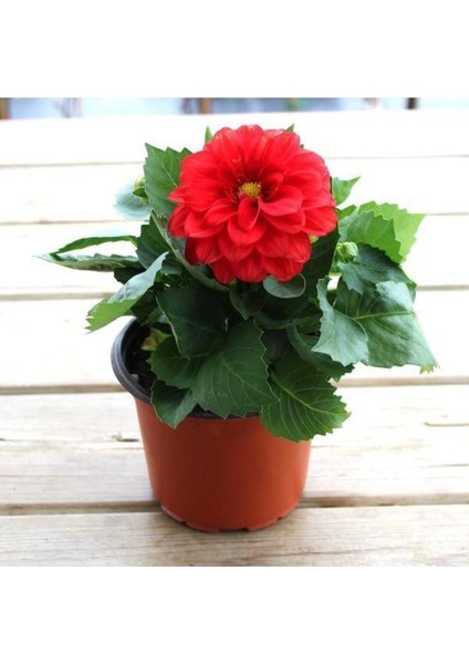Videolu 1 Adet Kırmızı Yıldız Çiçeği Fidanı Fidanı 20-40 cm Tüplü Çiçekli Bodur Bitkiler Dahlia